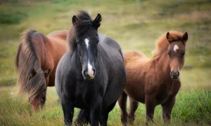 Pastele Cailor Pixabay jpg