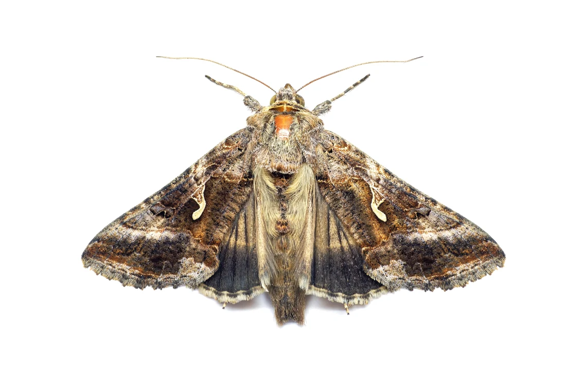 Buha gamma nu este o insectă foarte periculoasă, însă poate afecta culturile. FOTO: Shutterstock
