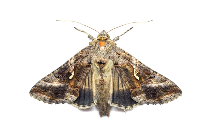 Buha gamma nu este o insectă foarte periculoasă, însă poate afecta culturile. FOTO: Shutterstock