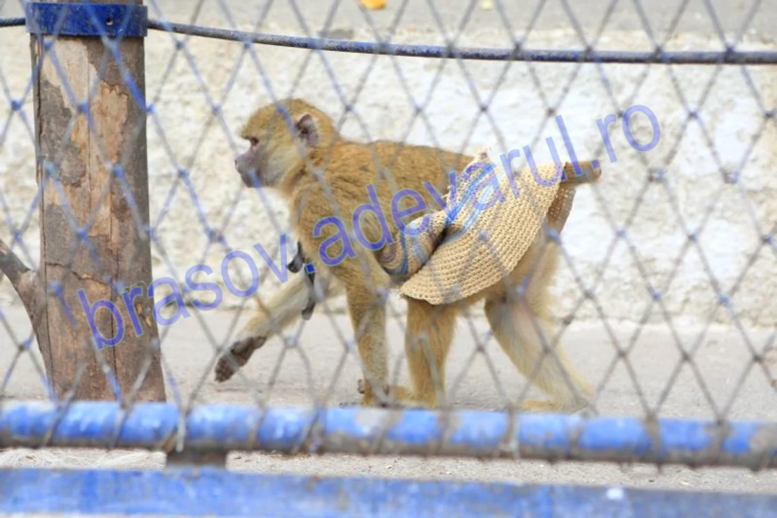 zoo brasov