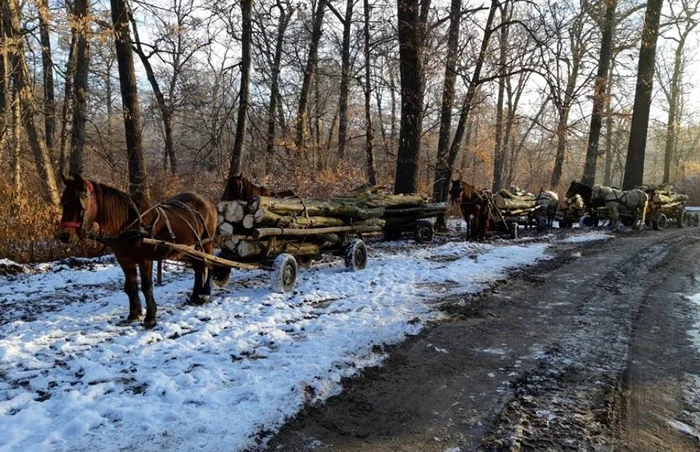 Hoţii de lemne au fost duşi la audieri la sediul Poliţiei Prahova FOTO IHP Ph