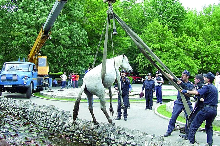 Armăsarul Cezar, săltat cu macaraua  din lacul cu nuferi