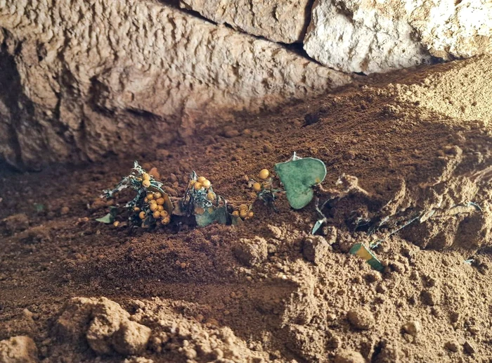 Descoperiri arheologice în apropiere de Mangalia (©MNIR)