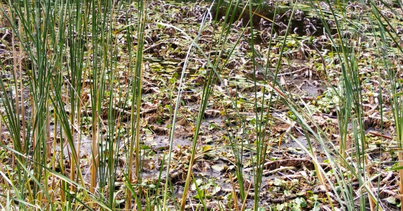 Este vorba despre 19.856 hectare, cu un grad de afectare între 50% şi 60%, culturi de porumb, de mei, floarea soarelui, legume, plante furajere, lucernă, soia, sfeclă de zahăr, fasole, mazăre şi cartofi
