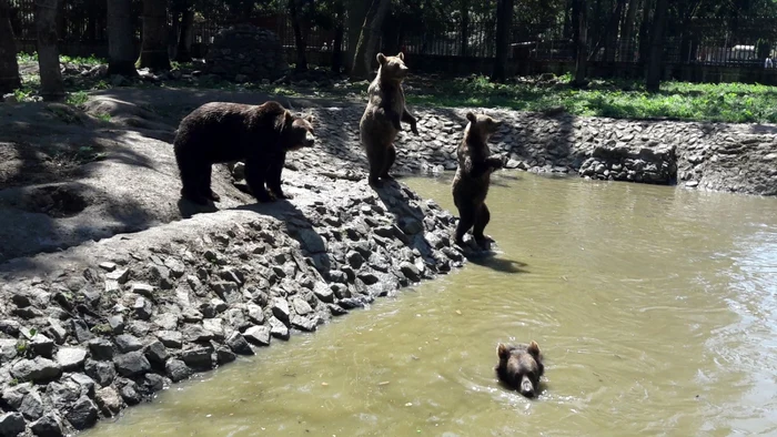 Grădina Zoologică din Timişoara FOTO Ş.Both