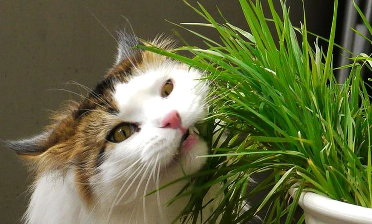 
    Click! îţi prezintă 6 plante care alungă pisicilefoto: acasa.ro  
