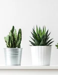 plante shutterstock 1022983561 jpg