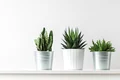 plante shutterstock 1022983561 jpg