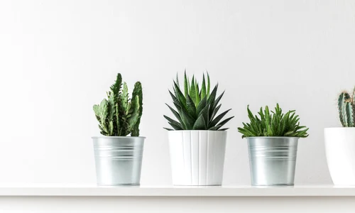 plante shutterstock 1022983561 jpg