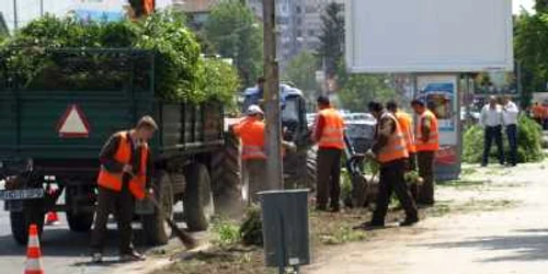 Gardul viu a fost retezat pentru a fi înlocuit de tuya.