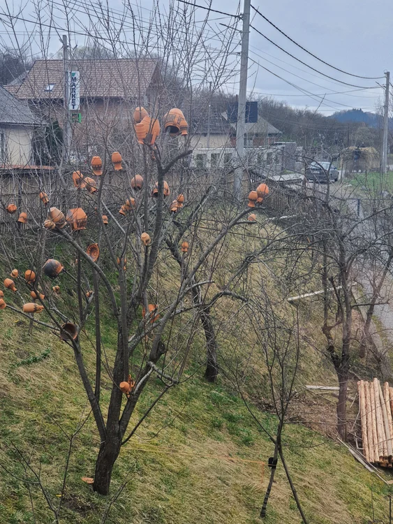 Tradiția păstrării oalelor în copaci s-a păstrat în Maramureș. FOTO: R.F.