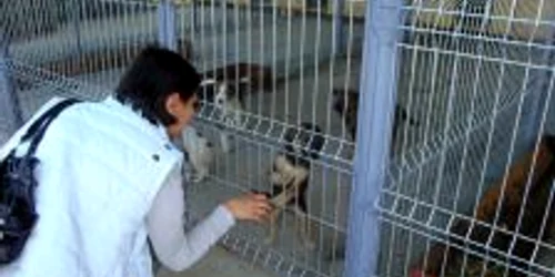 Problema câinilor fără stăpân, rezolvată la Răcari