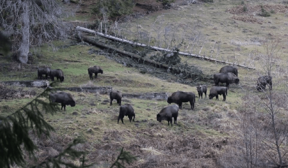 Turmă de zimbri în libertate, într-o pădure din Neamț. Masculii au aproape o tonă VIDEO