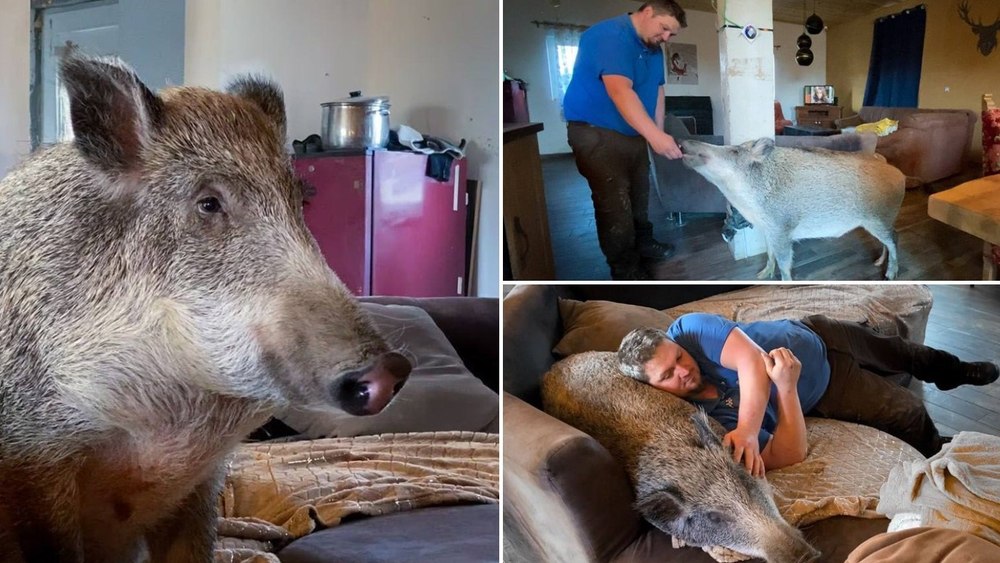 Cum a ajuns un porc mistreț să fie animalul de companie al unui cuplu belgian: „Nu plănuisem să-l ținem”