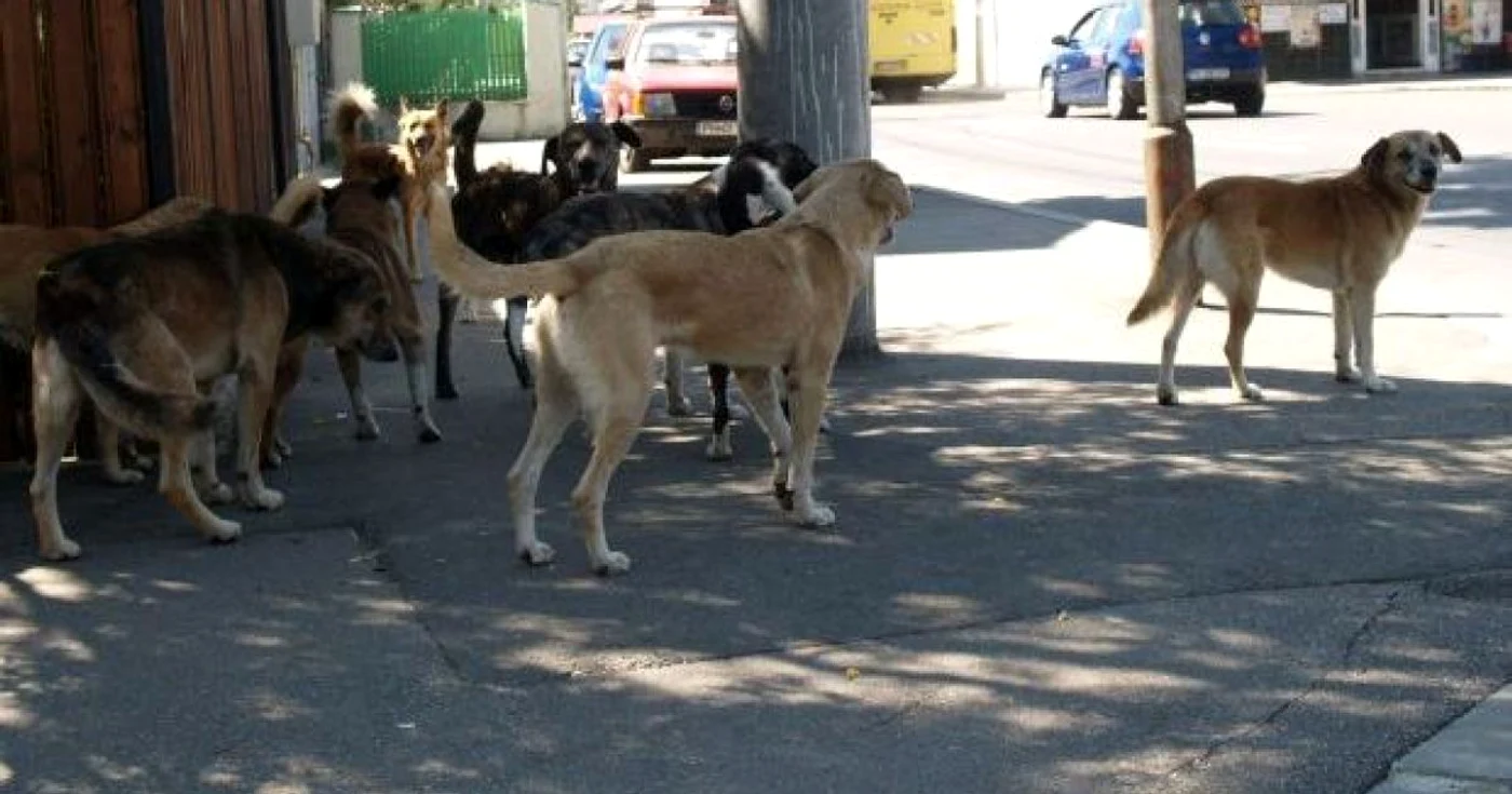 Hrănirea maidanezilor aduce cu sine şi formarea de haite, spun specialiştii FOTO Adevărul