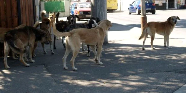 Maidanezii au pus stăpânire pe oraș. Foto Adevărul Ploiești