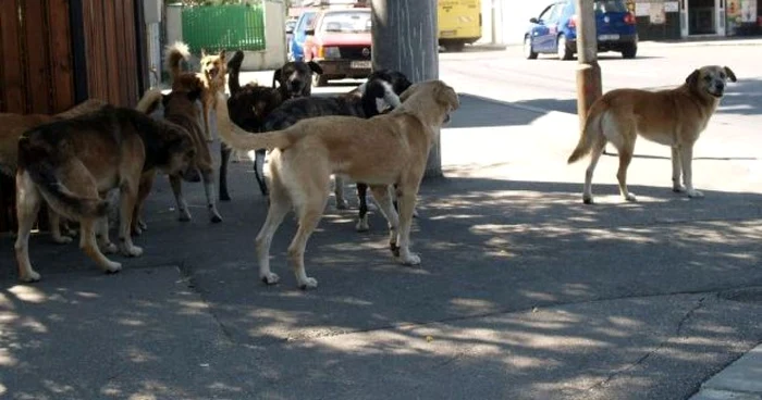 Hrănirea maidanezilor aduce cu sine şi formarea de haite, spun specialiştii FOTO Adevărul