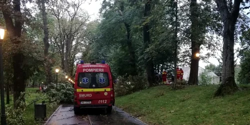 barbat omorat de copac bistrita