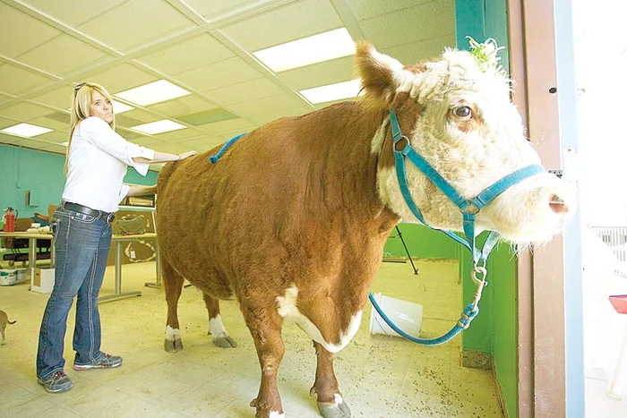 
    Văcuţa Milkshake (Fotografii: Photoland/Caters)  