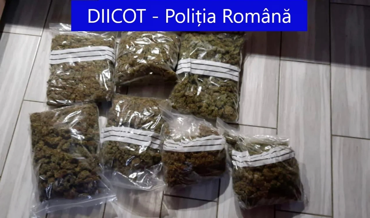 Suspecții vizați erau implicați în vânzarea de cannabis FOTO Poliția Română