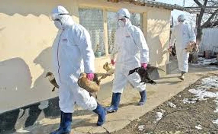 
    Vremurile în care gripa aviară făcea ravagii în populația de păsări domestice amenință să se întoarcă, dar acum cu o nouă tulpină, mult mai periculoasă  