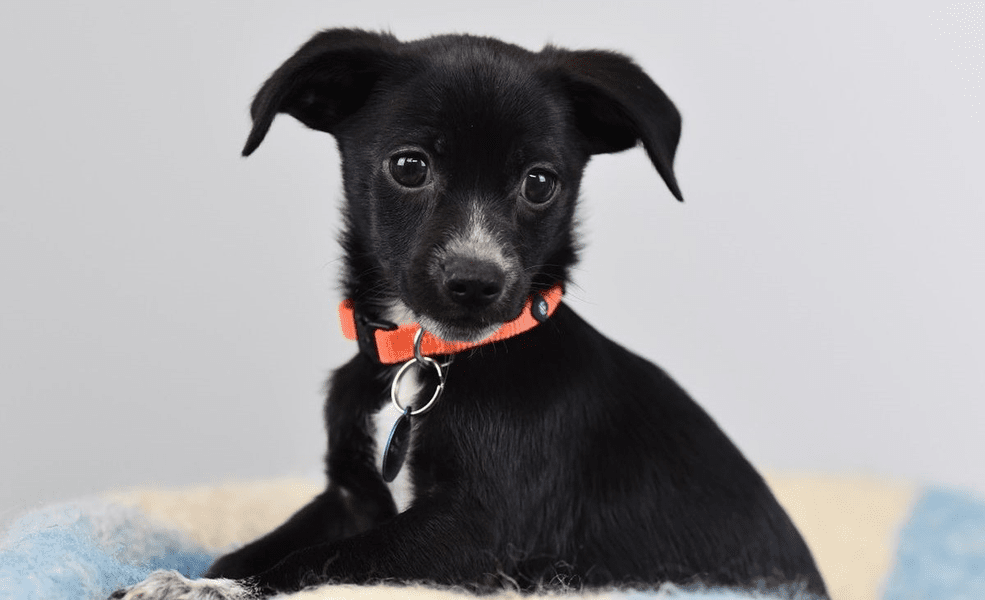 Sfaturile unui specialist pentru cei care adoptă animale de la adăpost: Au anumite traume psihice