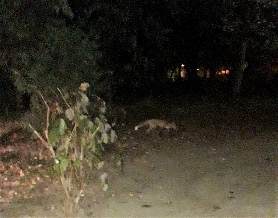 Vulpea a fost observată de un poliţist local în Parcul Central din Târgu Jiu