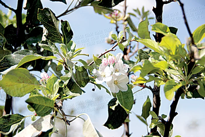 Mărul a înflorit a doua oară (Fotografii: Sandrinio Neagu)