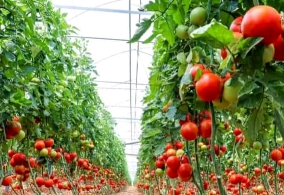 Soiul care se plantează la ghiveci poate produce 15-20 de kilograme de roșii. FOTO Magda Cristian