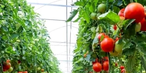 Soiul care se plantează la ghiveci poate produce 15-20 de kilograme de roșii. FOTO Magda Cristian