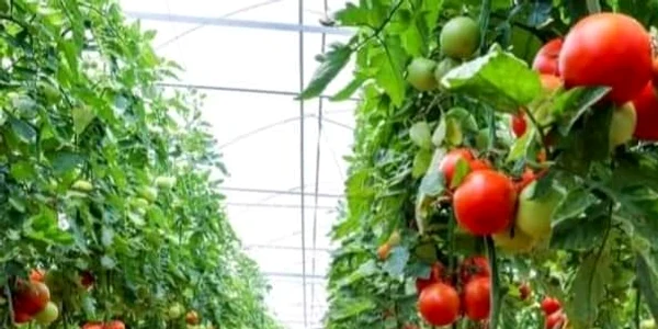 Soiul care se plantează la ghiveci poate produce 15-20 de kilograme de roșii. FOTO Magda Cristian