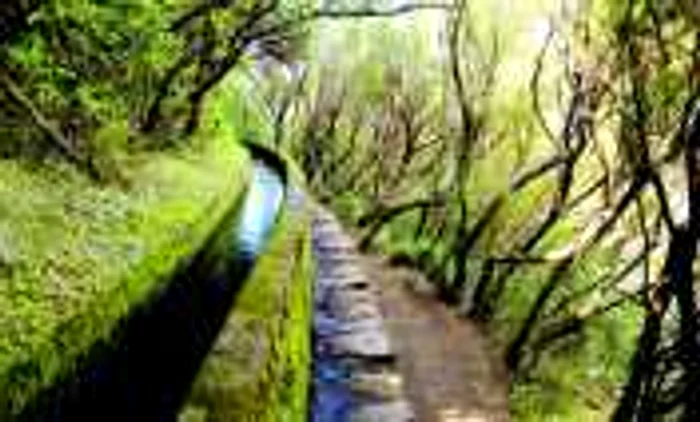 Insula Madeira FOTO Shutterstock