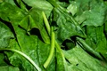 couleur spinach 3463248 1920 jpg