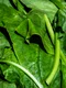 couleur spinach 3463248 1920 jpg