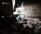 Rușii au ucis 13.000 de porci într-un atac cu dronă FOTO: X