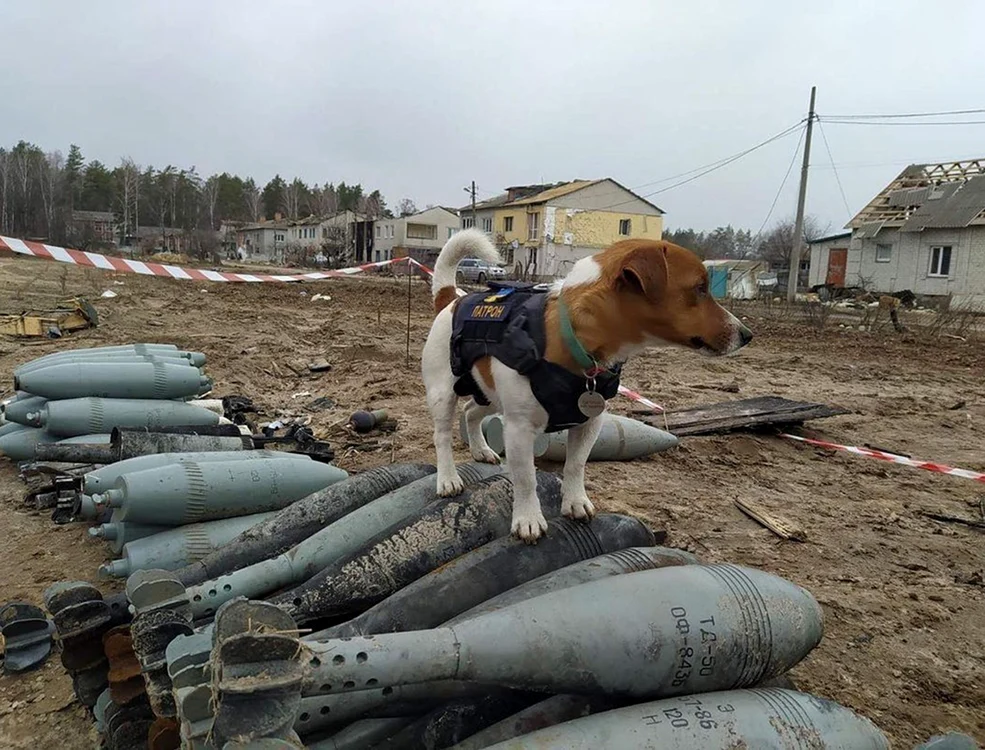 Patron este primul din  detaşament în descoperirea  bombelor ascunse de ruşi 