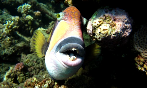 3 shutterstock 1767956774 jpg jpeg