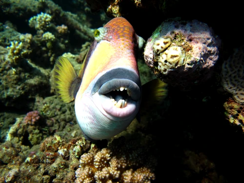 3 shutterstock 1767956774 jpg jpeg