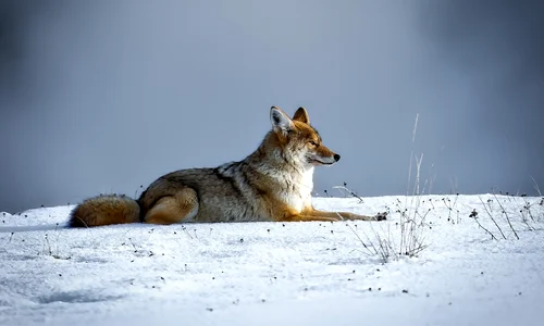 coyote 1730060 1280 jpg