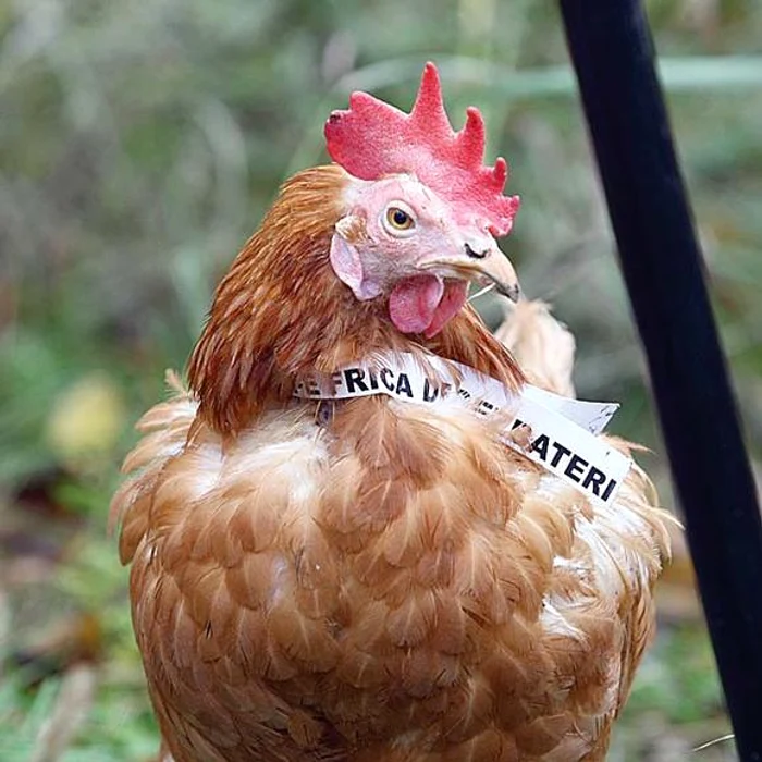 
    Top 6 lucruri surprinzătoare pe care nu le ştiai despre animale  