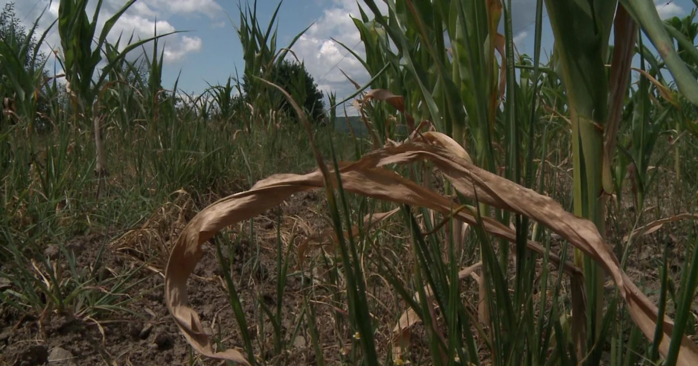 Peste 8.000 de hectare au fost declarate calamitate
