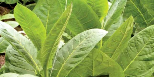 Tutunul, armă contra turmorilor hematologice