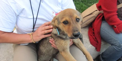 protest anti-eutanasiere cluj