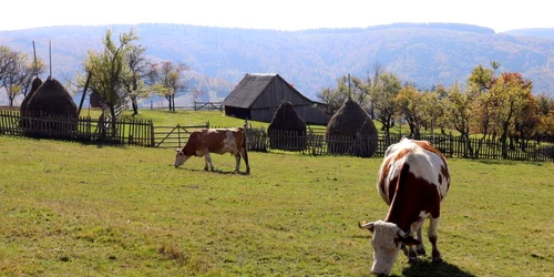 tarsa muntii orastiei foto daniel guta adevarul