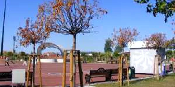 platanii de pe Crişan se usucă unul câte unul