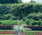4 sunken garden 5 2017 jpg jpeg