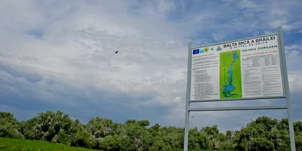 baltamica