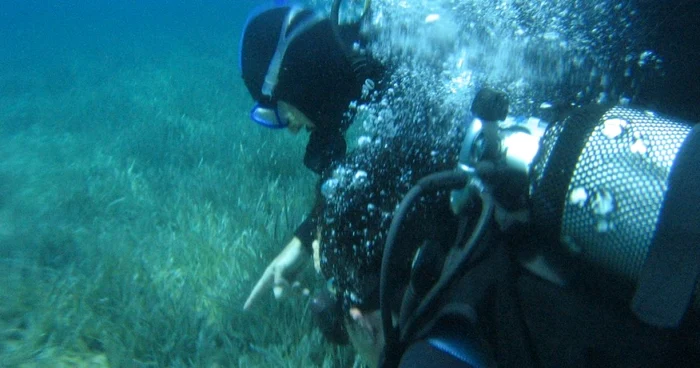 Marea Neagră adăposteşte specii rare FOTO Oceanic Club