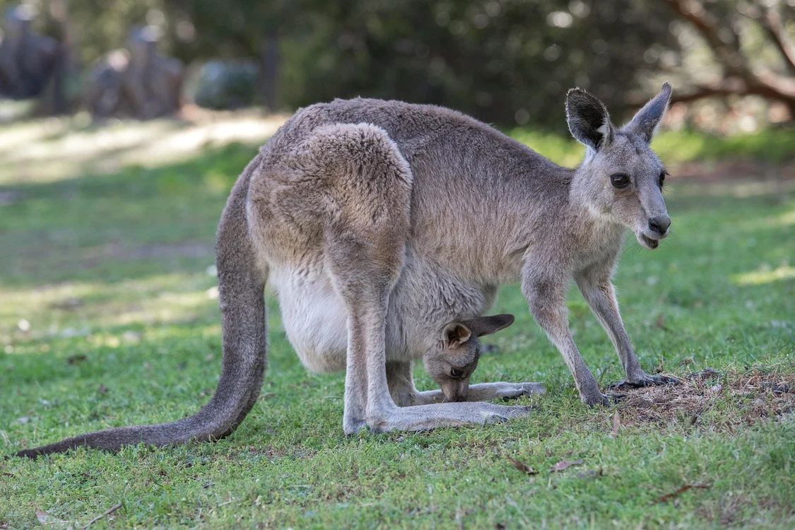 Cangurul este un animal cu adevărat special / foto: Pixabay