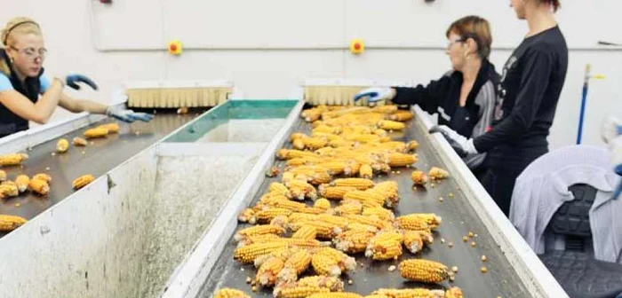 În Europa, se cultivă preponderent porumb modificat genetic